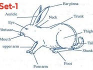 (Biology) Sets (1) တက္ကသိုလ်ဝင်တန်းစာမေးပွဲ ဝင်ရောက်ဖြေဆိုမည့် ကျောင်းသား/သူများအတွက် လေ့ကျင့်ရန်